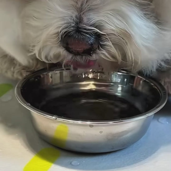 splashpace 1.2L no spill slow drinking pet water bowl