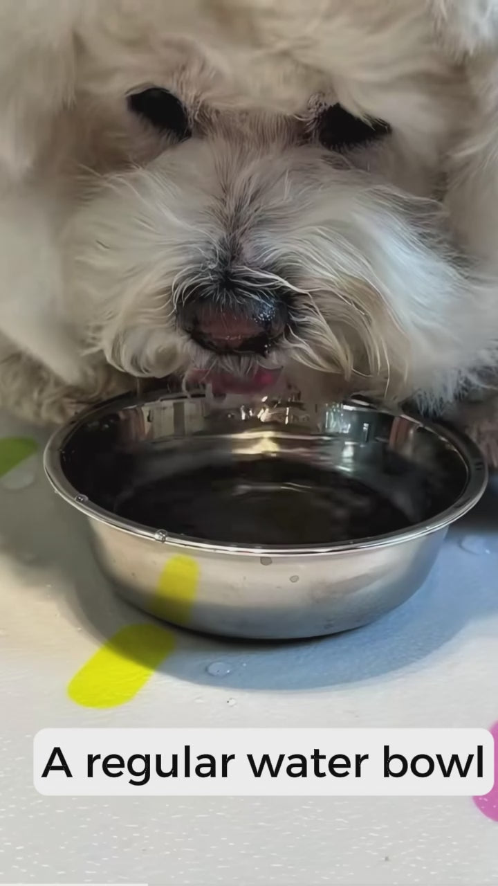splashpace 1.2L no spill slow drinking pet water bowl