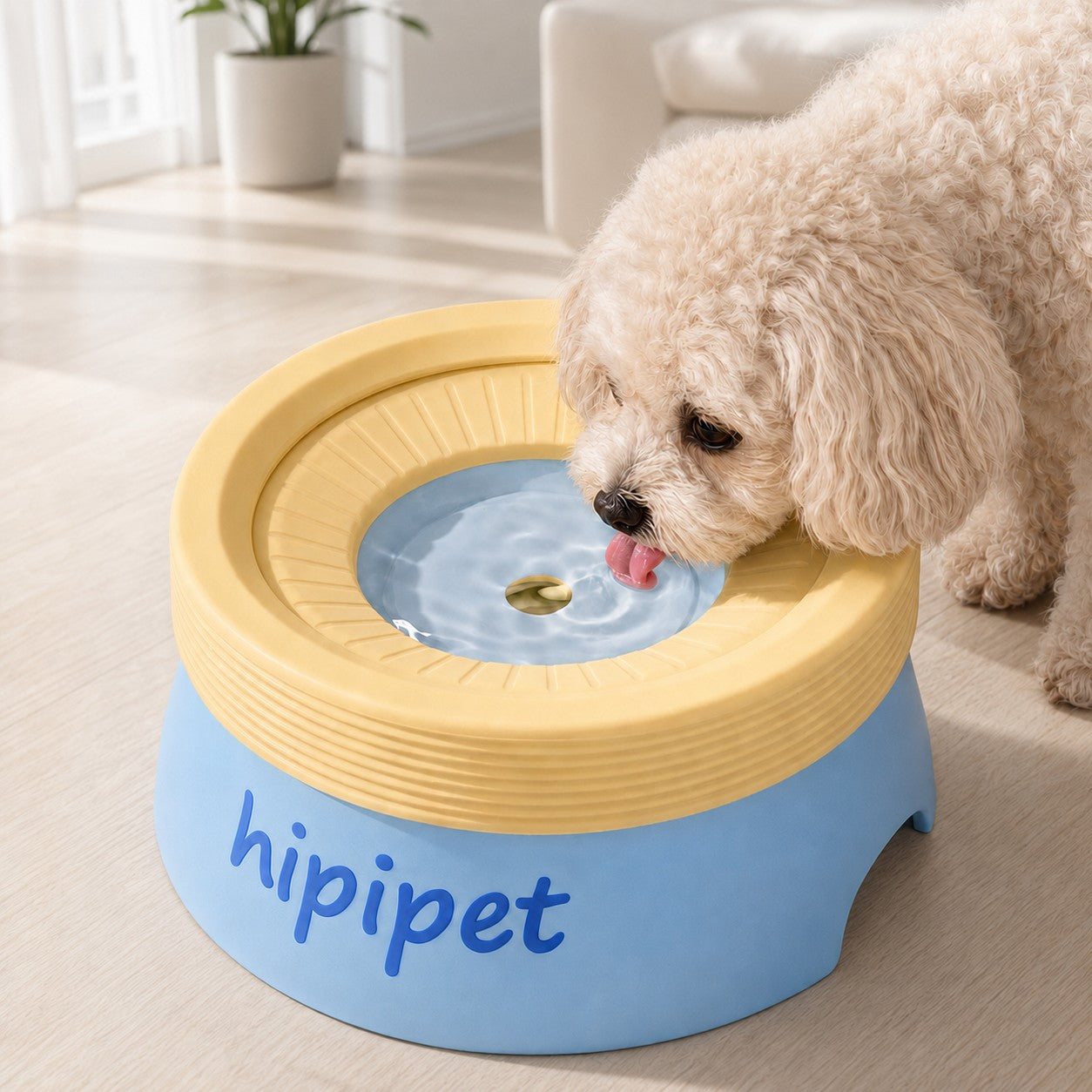 Small cream curly-haired dog drinking from a blue hipipet no-spill water bowl in a bright modern home